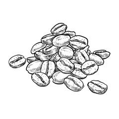 coffee beans vector hand drawn illustration