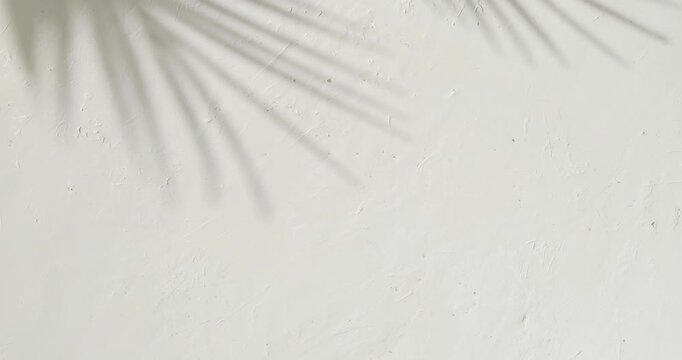 White plaster background with tropical palm leaves shadows. Copy space