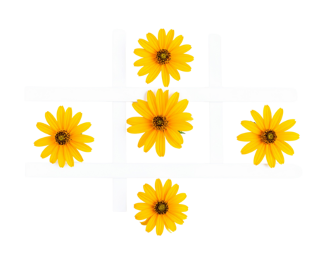Three Square Flat Lay Patterns of Yellow Rudbeckia Flowers in Geometric Layouts, Isolated on Transparent Background - Powered by Adobe