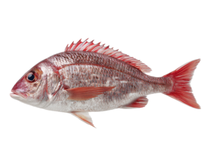 Single reddish fish profile