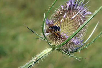 Abeille Megachilidae, abeille solitaire coupeuse de feuille