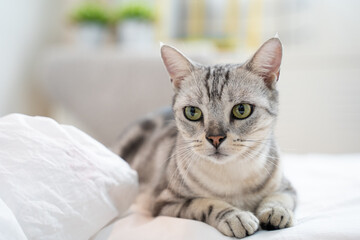 A cat is laying on a bed with its eyes closed