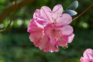 Blooming pink japan Azalea Ericaceae bush, Geisha Purple, rhododendron flower macro