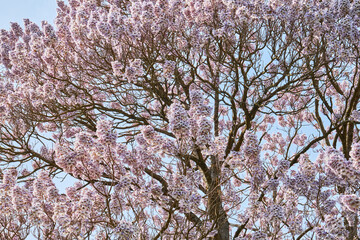 Paulownia tree ( Paulownia tomentosa ) flowers. Paulowniaceae deciduous tree