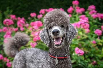 closeup headshot of a standard grey poodle in a garden amongst the flowers looking very happy