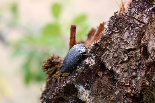 Capnode du p&ecirc;cher, Capnodis tenebrionis, col&eacute;opt&egrave;re ravageur