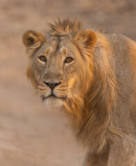 portrait of a lion