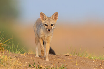 Portrait of Bengal Fox 