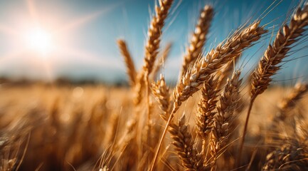 Fototapeta premium Golden wheat field at sunset (5)