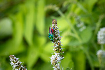 A Ruby-tailed wasp (Chrysis ignita) on flowering mint plant.
