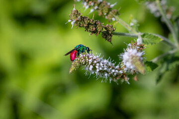A Ruby-tailed wasp (Chrysis ignita) on flowering mint plant.
