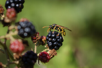 A wasp feeding on blackberries.