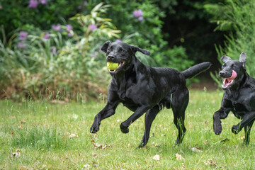 Two black labradors and a golden retriever running and playing together