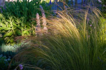 Sunlit ornamental grass sways gently in a peaceful, flourishing garden setting.
