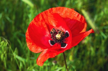 A radiant red poppy with bees is in full bloom against a blurred green background, showcasing nature's beauty.