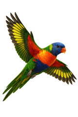 Fototapeta premium Colorful rainbow lorikeet flying with transparent background
