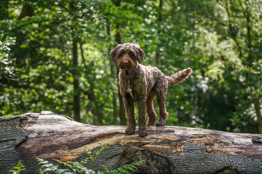 Brown Sprockapoo dog - Springer Cocker Poodle cross - sitting looking directly at the camera on a fallen tree