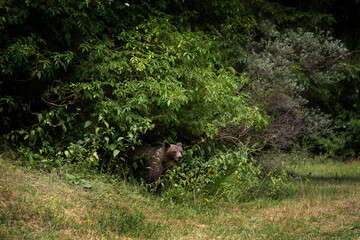 A brown bear in the forest of Romania. The bear is searching for food in the Făgăraș Mountains. The European brown bear in summer.