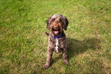 Brown Sprockapoo dog - Springer Cocker Poodle cross - looking up at the camera in a field in Windsor