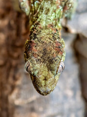 Top view of a female Short-Snouted Giant Gecko 