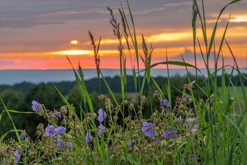 Evening summer view for Beskydy mountains in sunset color flower meadow