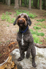 Brown Sprockapoo dog - Springer Cocker Poodle cross - standing on an old tree stump