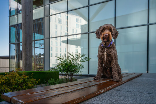 Brown Sprockapoo dog - Springer Cocker Poodle cross - sitting on a bench in the shopping centre in Bracknell