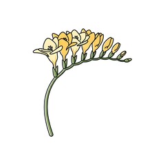 Freesia Flower Illustration &ndash; Yellow Line Art Spring Bloom