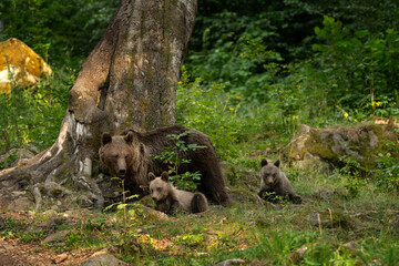 A brown bear in the forest of Romania. The bear is searching for food in the Făgăraș Mountains. A European brown bear mother with her cubs in the summer.