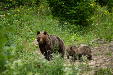 Fototapeta premium A brown bear in the forest of Romania. The bear is searching for food in the Făgăraș Mountains. A European brown bear mother with her cubs in the summer.