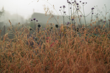 misty morning in cottage garden