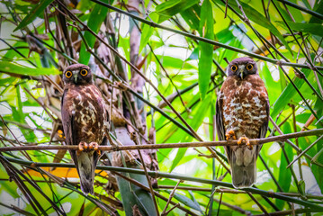 Brown Hawk Owl Perched in Bamboo