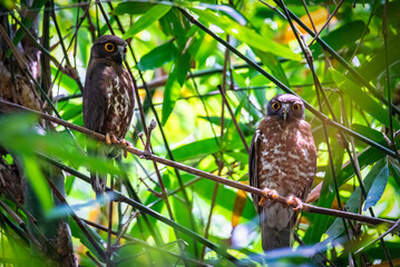 Brown Hawk Owl Perched in Bamboo
