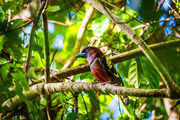 Black-and-Red Broadbill on Tree Branch