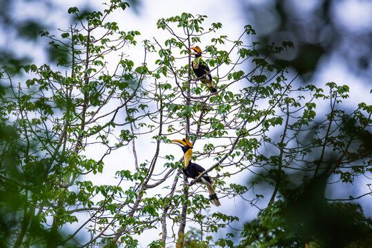 Great Hornbill Species in Natural Habitat