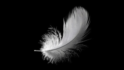 Obraz premium Single white feather, delicate and light, against a black background. Soft, fluffy texture is evident. Feather's form is graceful, flowing