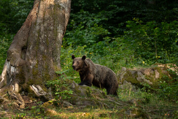 A brown bear in the forest of Romania. The bear is searching for food in the Făgăraș Mountains. The European brown bear in summer.