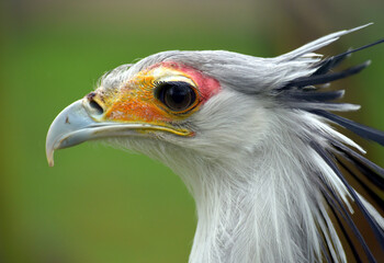 Sekretär Vogel / Secretary bird