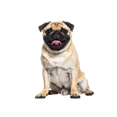 Obraz premium A charming pug sitting happily, showcasing its distinct wrinkled face and playful demeanor.