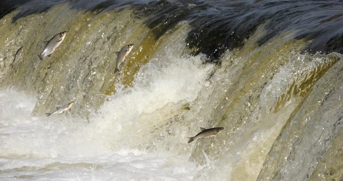 4K - Many fish jump over the river waterfall. Close-up