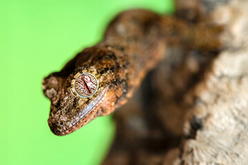 Young Short-Snouted Giant Gecko 