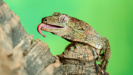 Portrait of a Short-Snouted Giant Gecko 