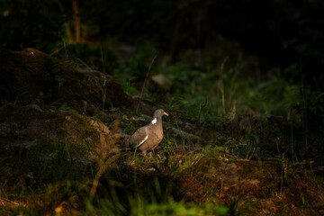 A wood pigeon is standing on the forest floor. A pigon is searching for food in the forest. 