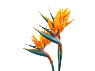 Vibrant orange and blue tropical flower blooms bird paradise, Isolated, Png Transparent Background