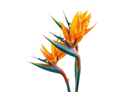 Vibrant orange and blue tropical flower blooms bird paradise, Isolated, Png Transparent Background