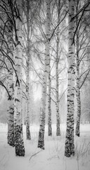 Fototapeta premium Winter birch forest, monochrome (1)