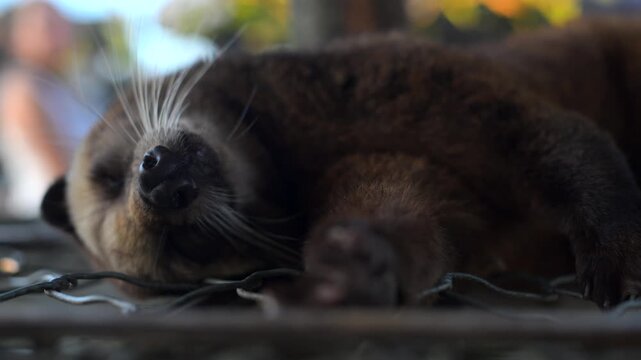 Basking Luwak. Asian palm civet Musang Pandan. Luwak coffee producer
