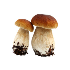 Two large, brown-capped mushrooms with sturdy white stems, showcasing earthy tones and textures.