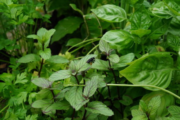 Abelha Preta no Jardim