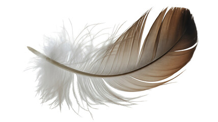 Obraz premium A feather with white, brown, and black markings.